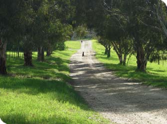 Mazda Wagyu's Mossiface Property